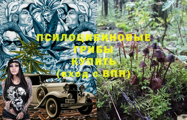 сатива Беломорск